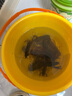 臻佑（Grsaed）七星漂主线组传统钓豆漂绑好隐水鱼线高灵敏野钓成品线组套装3卷 0.5#千又朝天钩3.6米1.5号线 实拍图