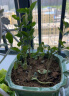 重瓣茉莉花盆栽浓香型南方四季开花带盆驱蚊绿植花卉室内阳台庭院 茉莉4~5棵【郁金香高档陶瓷盆】 实拍图