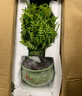 开时果 正宗胡椒木盆栽清香型 桌面植物苗防驱蚊草绿植盆景源头直发包邮 【6年大苗】梅青618瓷盆+底托 实拍图