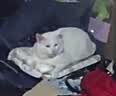多可特狗窝凉席夏季狗窝猫垫子猫窝狗垫子藤编猫咪窝地垫宠物床宠物冰垫 凉席款,40*30CM 实拍图