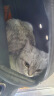 网易严选成猫幼猫通用全价无谷鲜肉猫粮 原野禽肉口味 50g*2袋 实拍图