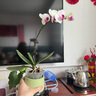 爱你一万年蝴蝶兰花苗带花剑带花苞盆栽兰花大苗客厅室内植物花卉四季好养活 【带花发货】雪域蝴蝶兰 赠送：支架+夹子 实拍图