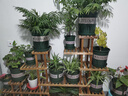 乐爱家松木花架展示架家用室内外客厅阳台多肉植物现代简约置物架摆架 实拍图