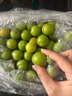 京逸现货现摘李子新鲜三月李应季青李子酸脆珍珠李三华李孕妇水果整箱 1斤|中果【单果约新1元硬币大】 现摘现发+辣椒盐 实拍图