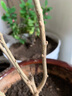 盆栽茶花苗 山茶花苗绿植花卉盆栽四季好养茶花树苗盆栽耐寒花卉观花植物室内花卉绿植开花不断 不含盆 百变女王 3年苗 实拍图