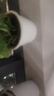 双盟绿萝盆栽除甲醛花卉绿植办公室新房净化空气180白横纹4盆源头直发 实拍图