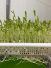 北蔬 芽苗菜种植盒发芽育苗盆水培带盖保温 五角芽苗菜育苗盘3个装 实拍图