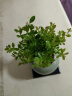 开时果 小叶赤楠盆景摆件 办公室桌面绿植花卉好养盆栽植物源头直发包邮 【推荐款】哥窑浅绿盆+苔藓+底座 实拍图