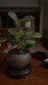 开时果 小盼菩提盆栽（带果发货）中式禅意绿植物桌面盆景源头直发包邮 小盼菩提+原生盆（2-5颗果子） 小盼菩提（带果发货-含盆植） 实拍图