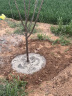 墨耘苍腊梅树苗红梅树苗地栽红梅花树腊梅绿梅树状耐寒庭院花卉绿化植物 红梅树 4公分粗【花园】【1米-1.3米】 实拍图