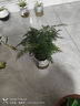 叹为观止18种吊兰任你选金边吊兰各种盆栽花卉客厅垂吊桌面植物净化空气 满天星【陶瓷盆】 不含盆 实拍图