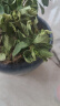 莹影栀子花盆栽带花苞大花浓香四季开花苗庭院花卉盆栽花绿植花卉盆栽 大叶栀子花 3年苗盆栽 实拍图