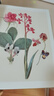 经典全集【精装】百花插画集 45位西方大师手绘插画作品集 水彩植物花卉插画版画博物画图谱原作正版临摹教材书籍 实拍图