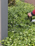 TOMSPOWER充电式绿篱机电动修剪机托马斯园林绿化剪茶叶背负式茶树修粗枝机 双刃24V重修款+20A(8.5小时) 实拍图