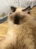 麦富迪 超级霸弗饼萌猫物语猫粮成猫幼猫粮麦富去毛球美毛奶糕粮猫咪营养主粮1.5kg 成猫美毛1.5kg 实拍图