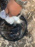 垂弦（ChuiXian）新款传统钓七星漂线组套装全套鱼线主线强拉力浮漂单钩成品绑好 单钩通线七星漂3.9米/1.0号 实拍图