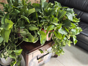 绿有意大叶绿萝盆栽壁挂除甲醛长藤绿萝水培绿箩爬墙垂吊兰植物净化空气 高脚红盆长藤一盆+储水盆 实拍图
