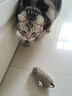 猫玩具小老鼠毛绒宠物猫咪玩具仿真遥控老鼠手动幼猫自嗨逗猫狗狗 【白色】发条小老鼠 实拍图