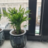 绿有意绿植盆栽桌面水培绿植办公室植物懒人好养盆景水养植物 【3盆自选绿植花卉】品种备注 含盆 实拍图