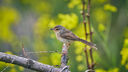 佳能（Canon）RF100-500mm F4.5-7.1 L IS USM 远摄变焦镜头 微单镜头（全画幅EOS R系统专用） 实拍图