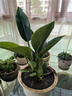 大叶金钻绿叶子大型绿植室内外栽种四季好养四季常绿礼客厅绿植 大叶金钻小盆栽40-50厘米高度 1 盆3颗 不含盆 实拍图