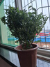 开时果 正宗胡椒木盆栽清香型 桌面植物苗防驱蚊草绿植盆景源头直发包邮 【6年大苗】原生盆+肥料 实拍图