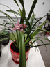 劉閣蘭花兰花苗 香妃 有香味的夏带花苞出售室内外花卉绿植盆栽草观花植物 红满天4苗带花苞 加盆土肥说明书 实拍图