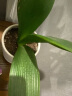 寿禾 蔬菜苗活苗带土发货大全菜苗种苗春夏各种秧苗山东寿光苗子阳台 圆果甜心圣女果苗 6棵 实拍图