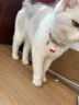 HELLOJOY猫项圈猫咪铃铛狗狗宠物驱虫除蚤圈除防跳蚤虱子颈脖圈用品 红色 实拍图