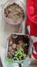 IAM City Farmer含羞草罐头 绿植花卉盆栽种子diy儿童种植小盆栽种植作业10065 实拍图