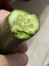 亨泰丰源水果小黄瓜 鲜采现发 健康轻食 山东小青瓜 旱地脆嫩爽口小黄瓜 新鲜水果黄瓜净重 5斤 现采 实拍图