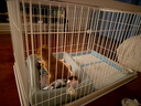 爱丽思（IRIS）狗围栏宠物笼子狗狗木质狗栅栏猫咪护栏大型犬泰迪用品 XL号白色【加长加高款】 笼顶需加拍 实拍图