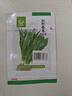 凤鸣雅世大芫荽野香菜四季刺芹山野菜种子云南刺芫荽山野香菜种子1000粒 实拍图