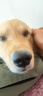 宠必威英特威四联疫苗狂犬疫苗幼犬狗狗疫苗自打套餐 成犬套餐【送内外驱套装】 普快速发 实拍图
