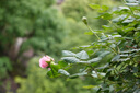 索尼（SONY）DSC-RX100M7 黑卡数码相机（24-200mm焦段 实时眼部对焦 4K HDR视频 RX100 VII/黑卡7） 实拍图