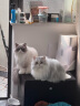 欢宠网宠物猫咪绝育服猫手术服母猫衣服断奶术后恢复幼小猫猫透气防舔衣 实拍图