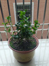 虎头茉莉 白茉莉 双色茉莉 绿植花卉室内盆栽花卉盆栽白色茉莉花卉 虎头茉莉6年苗 实拍图