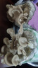 菇婆婆平菇蘑菇种植菌包菌棒盆栽食用菌种家庭趣味栽培阳台采新鲜的蘑菇 灰平菇【出口级-4袋装】 袋装 实拍图