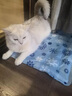 京悠雨德国黑科技宠物冰垫狗狗猫咪凉席垫子夏天冰床睡地垫降温用品冰窝 蓝色雪花【冰爽凝胶/持久降温 S【40*30cm】10斤内 实拍图