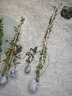 花友藤本月季花苗月季花树苗盆栽特大花苗庭院爬藤植物阳台蔷薇爬墙 藤冰山【爬藤】大苗 1-1.3米高度多分叉 实拍图