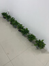 绿萝盆栽室内客厅绿植花卉 家用净化空气绿箩植物吸除甲醛吊兰 高26CM【加仑盆+托盘】4盆+5肥 实拍图
