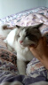 喵梵思 脆块儿全价主食冻干HPP工艺持续锁鲜成猫幼猫冻干粮物理磨牙冻干 鳕鱼鸡肉200g*1包 200g/包 实拍图