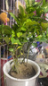 九千谷花盆塑料透明懒人自吸水盆水培水养植物免浇水储水盆口径16cm6049 实拍图
