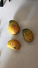 果迎鲜台农芒果 广西小台芒 新鲜水果 生鲜 净果4.5斤装 实拍图