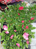 【莎之槿园艺】杜鹃花苗盆栽带花苞四季开花不断室内观花卉绿植植物老桩大棵好养 红色杜鹃花+(简易袋)带花苞发货 含盆 实拍图
