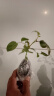 耐寒蔷薇花苗爬藤四季开花室内盆栽室外藤本月季玫瑰花卉易活植物 红色龙沙宝石  爬藤  精品花苗 不含盆 实拍图
