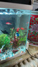 宠物鱼缸造景摆件 悬浮蓝胖子水族箱海底世界创意装饰生日礼物 鱼缸摆件-魔法少女-1个装 实拍图