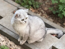 大宠爱大宠爱 猫驱虫药 成幼猫体内外同驱耳螨虱子跳蚤虫疥螨虱子蛔虫 大宠爱45mg3支整盒+海乐妙56mg（三片装） 实拍图