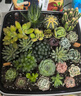墨斗鱼营养土通用土壤种菜兰花多肉盆栽植物种植肥料椰糠泥花土3L 实拍图
