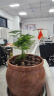 文竹盆栽植物室内办公室绿植花卉盆栽盆景四季常青小盆栽 文竹3盆【高度15-20厘米】 实拍图